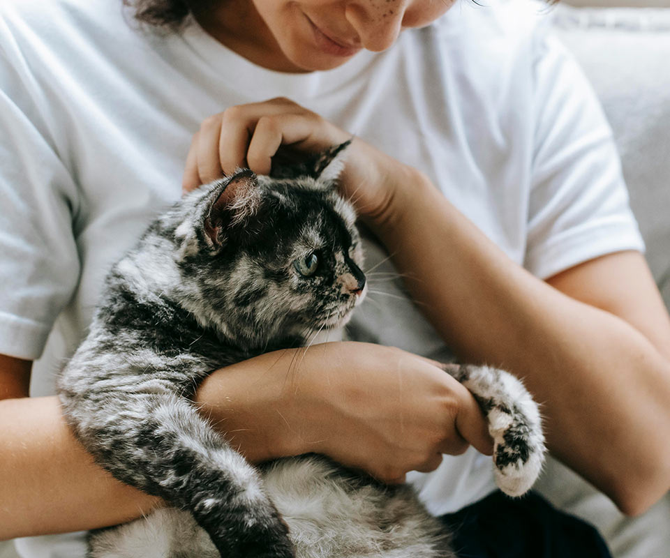 closeup of a woman petting a spotted gray cat