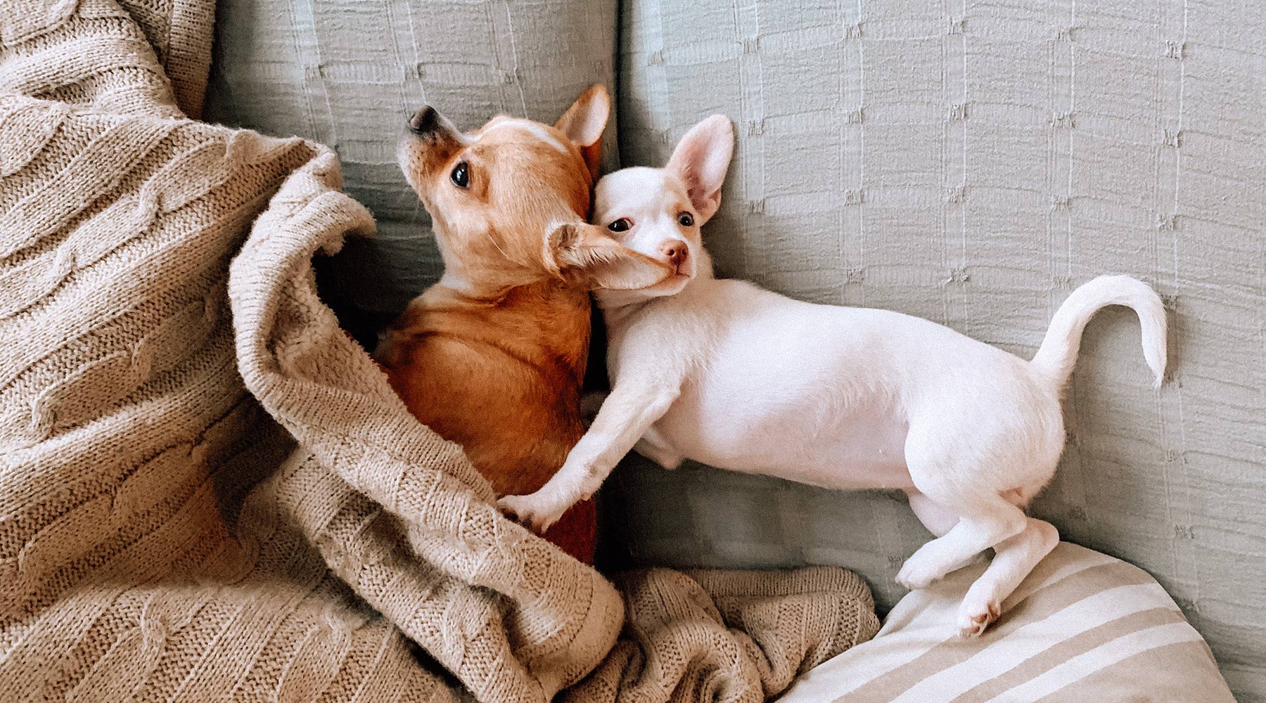 two chihuahua puppies cuddling on a cozy sofa