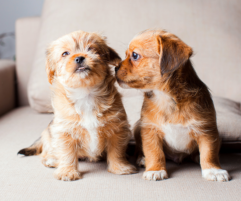 two puppies sitting on a sofa together