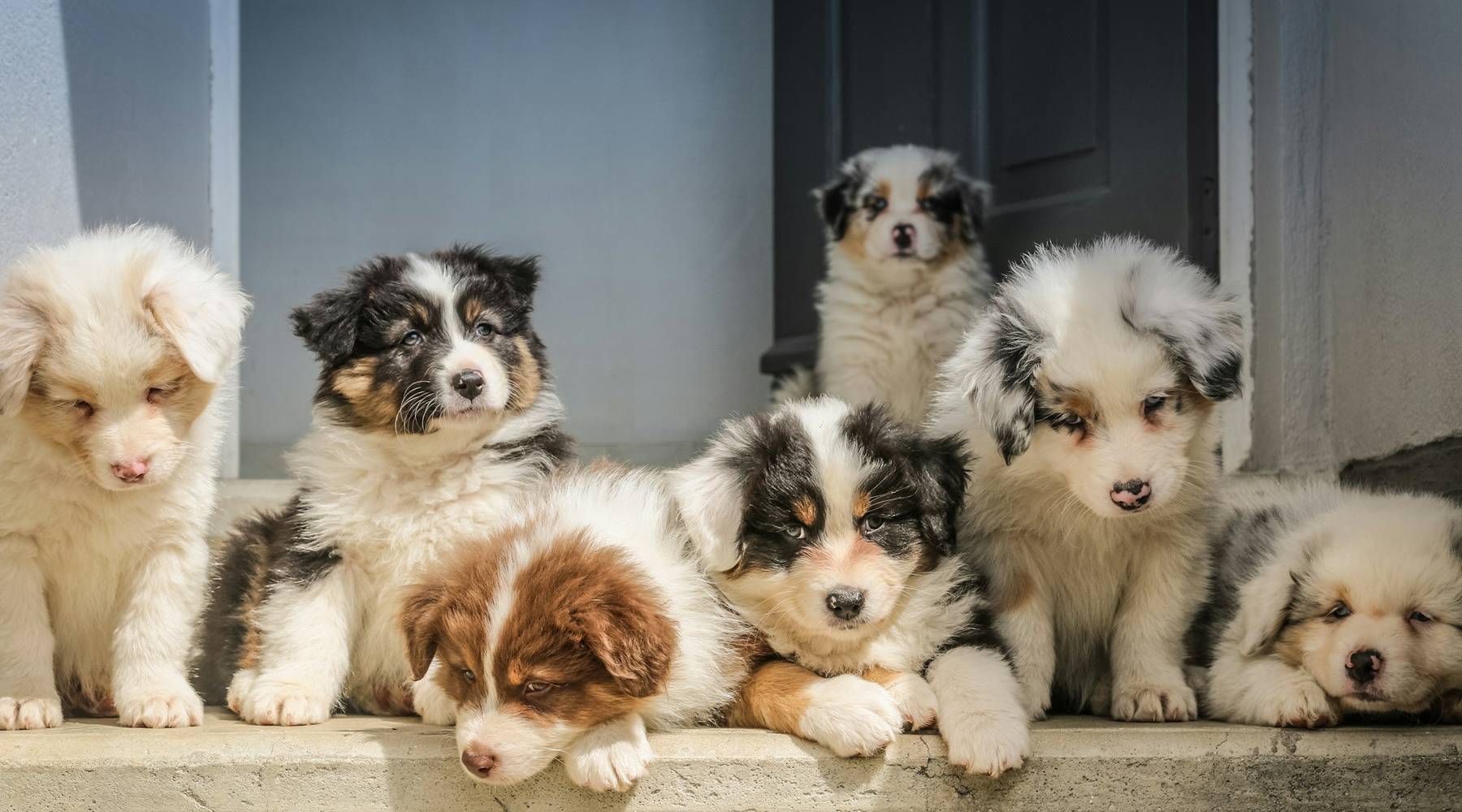 adorable fluffy aussie puppies