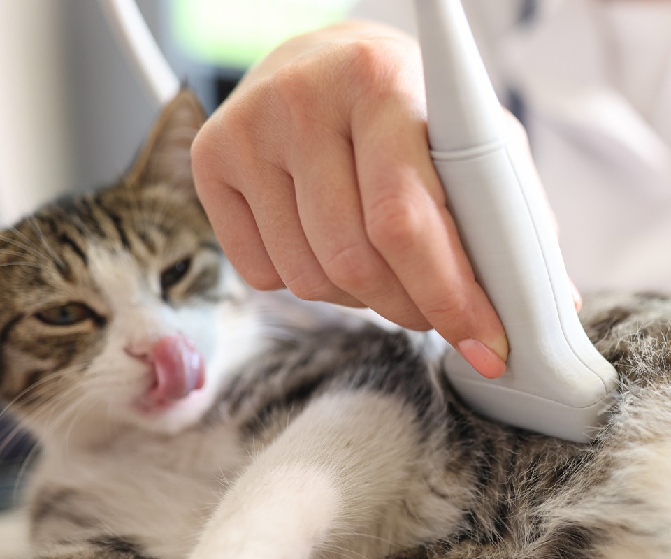 cat receiving ultrasound examination