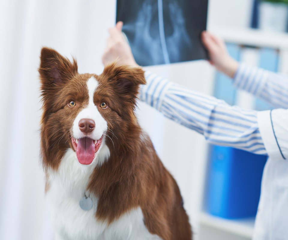 dog patient with vet looking at xray