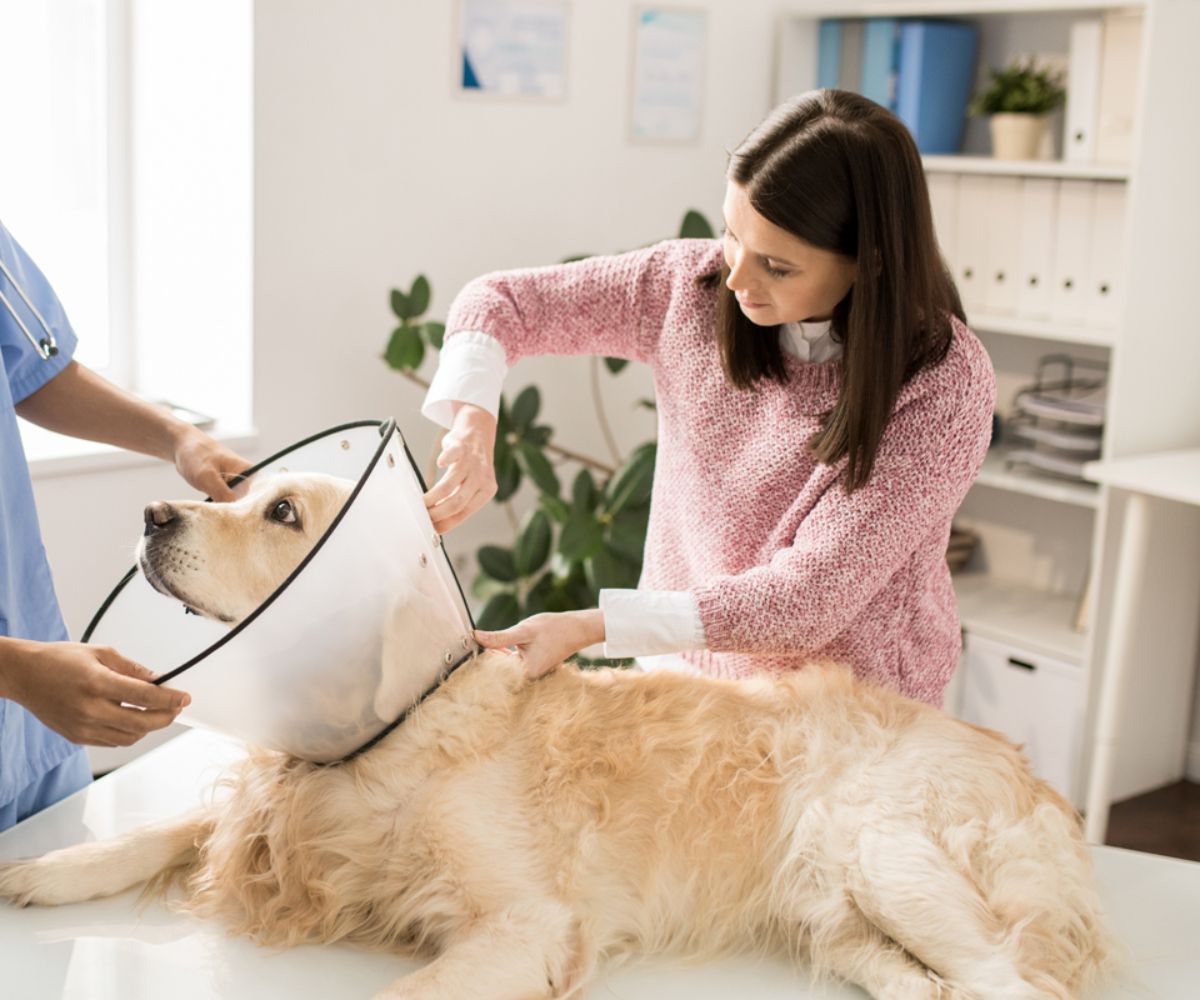 dog with cone collar