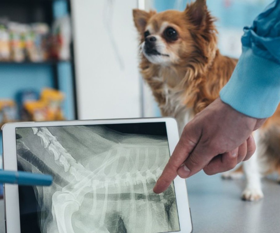 dog xray on tablet