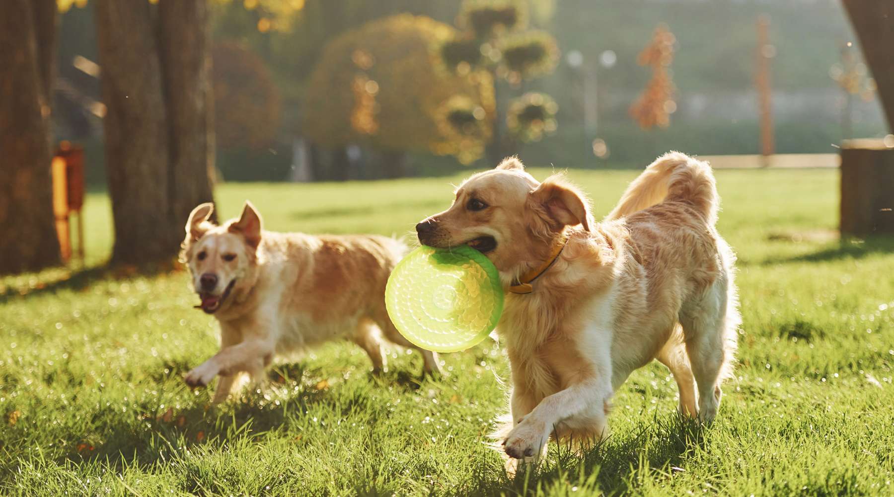 dogs playing with frisbee