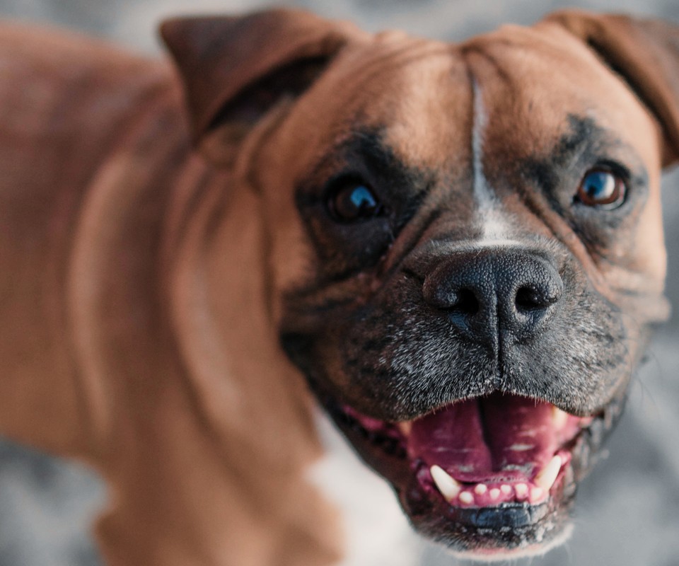 happy boxer dog looking up