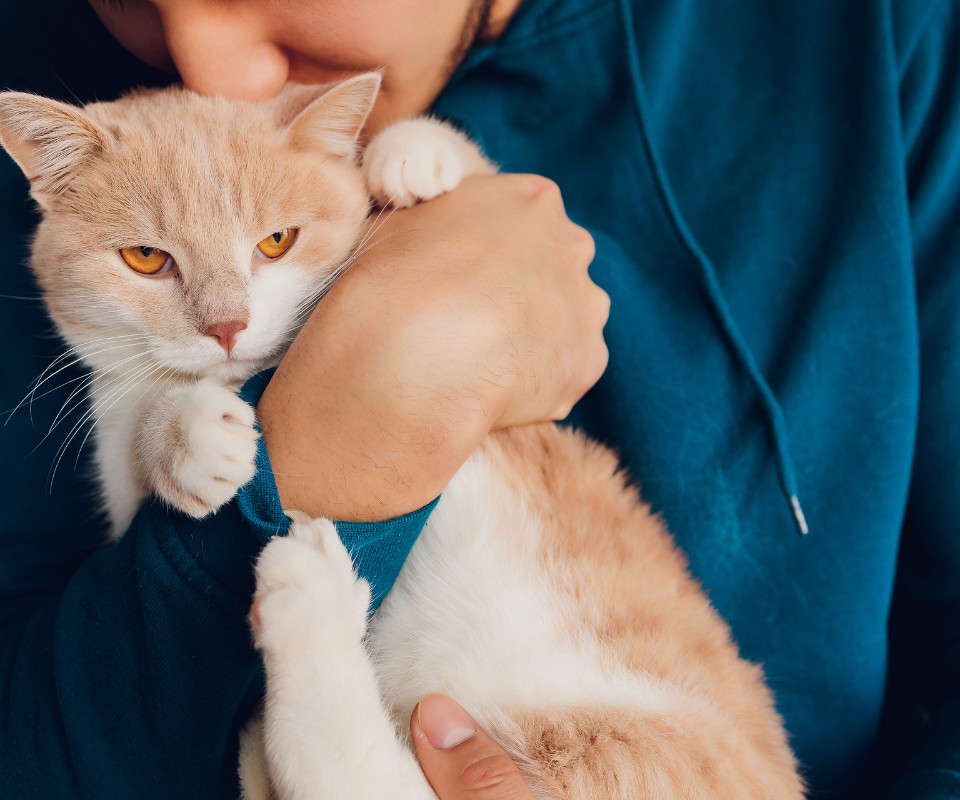orange and white cat hug
