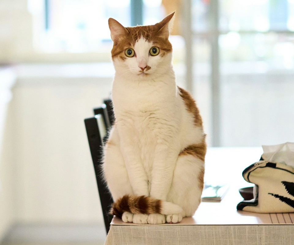orange and white cat sitting on a table