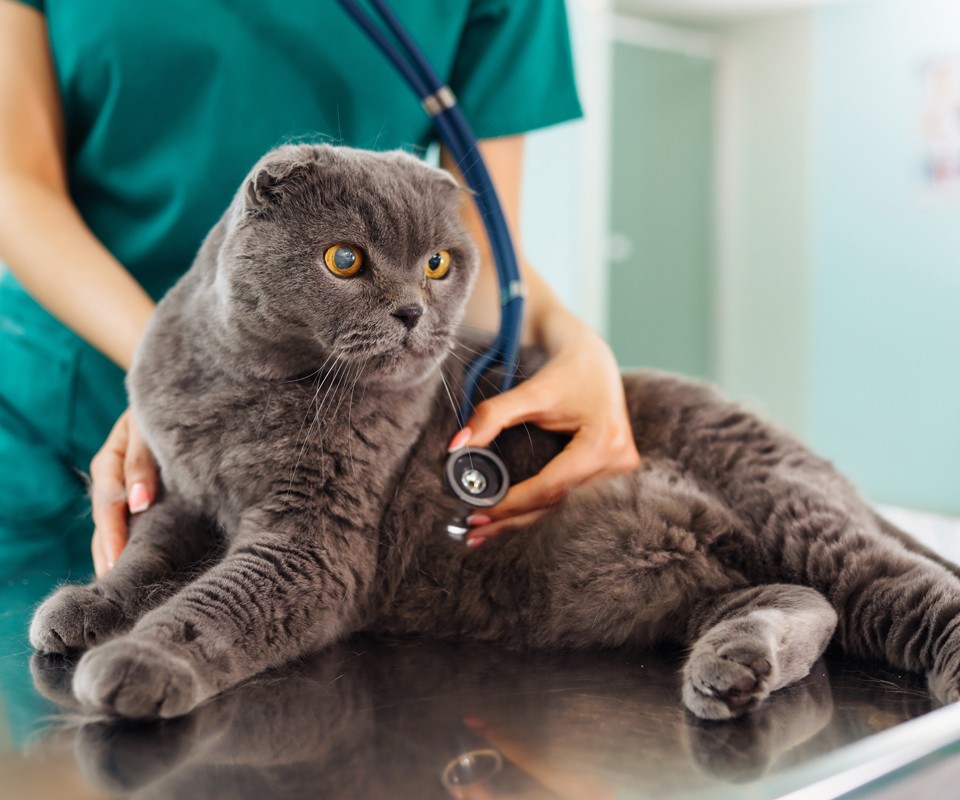 vet checking cats heartbeat