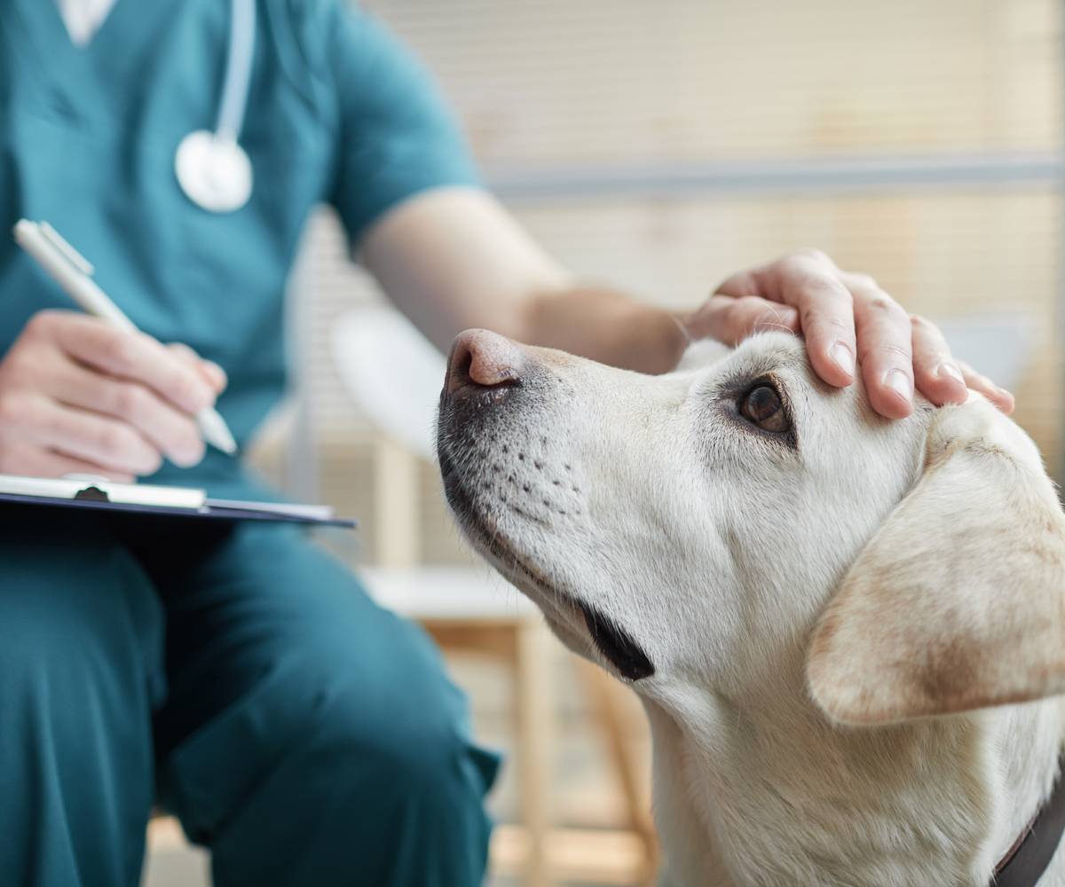 vet petting a dog and writing