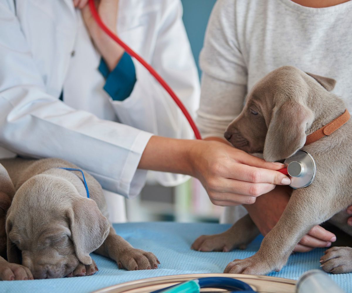 veterinarian checking puppy with stethoscope