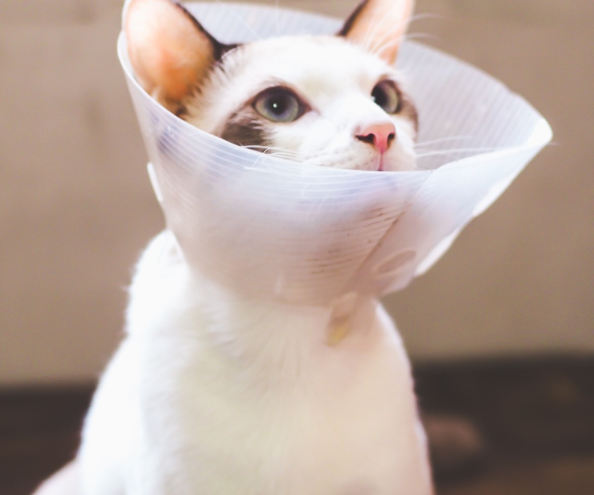Cat in white collar