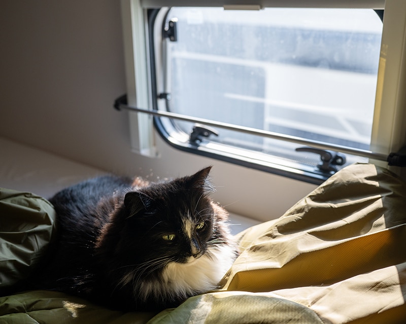 cat sitting relaxed in an RV near window