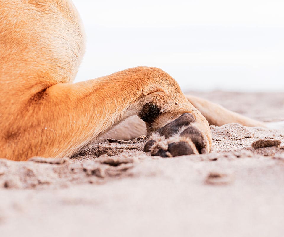Close-up of a dog's paw resting on sand