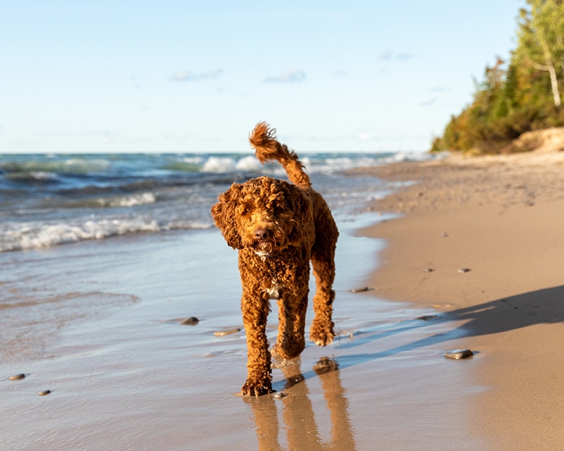 labradoodle walks along beach shore