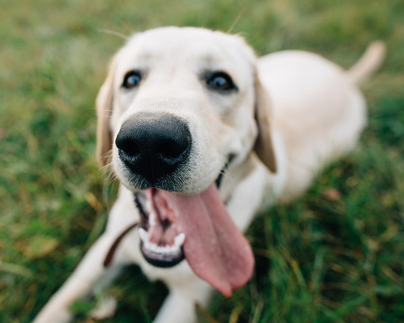Happy yellow Labrador puppy lying in the grass with tongue out