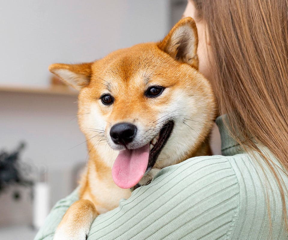 Person holding a Shiba Inu dog