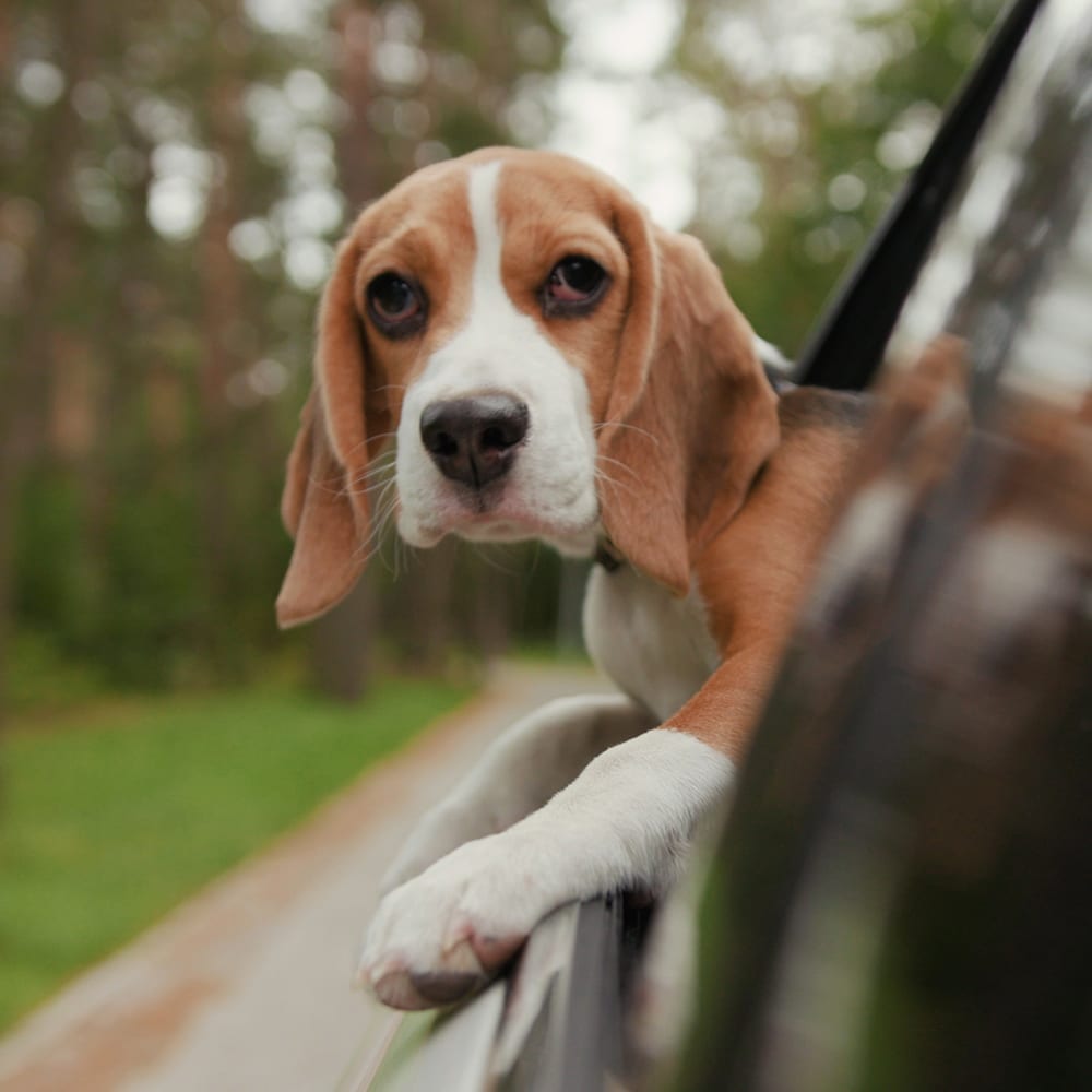 cute beagle dog on a road trip with head poking out of car window