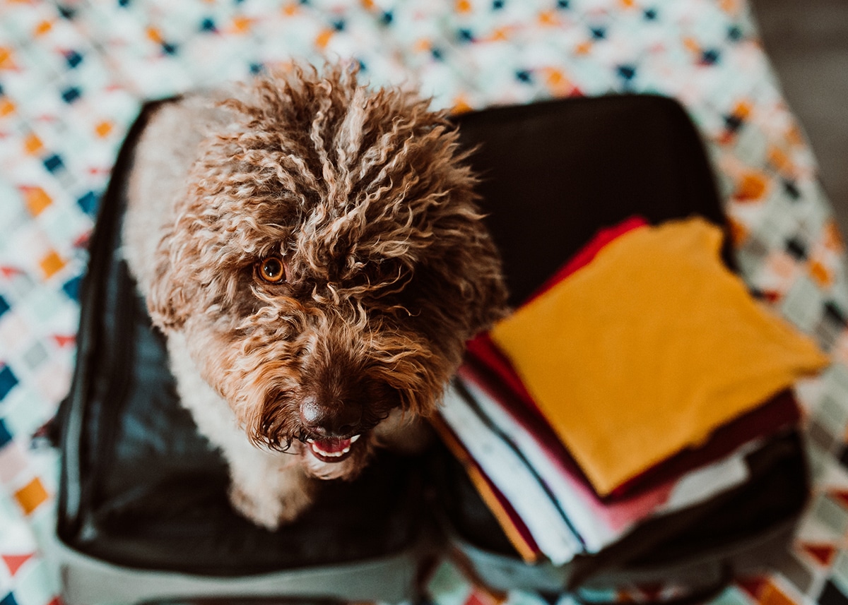 curly haired dog sitting in a suitcase on a bed ready for travel